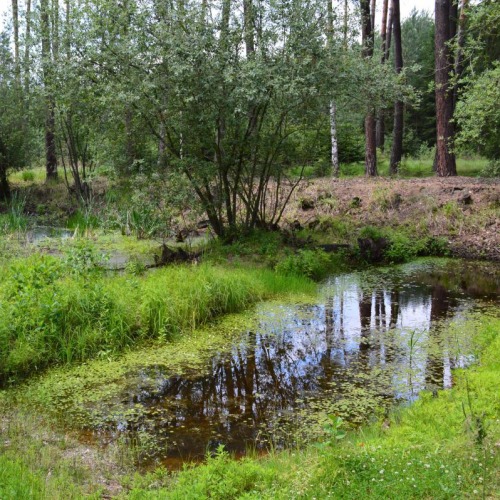 Městské lesy Hradec Králové