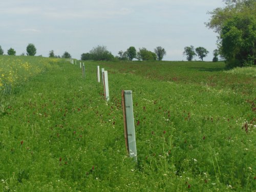 Biopás a agrolesnictví