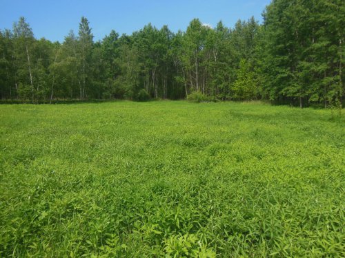 Políčko pro zvěř