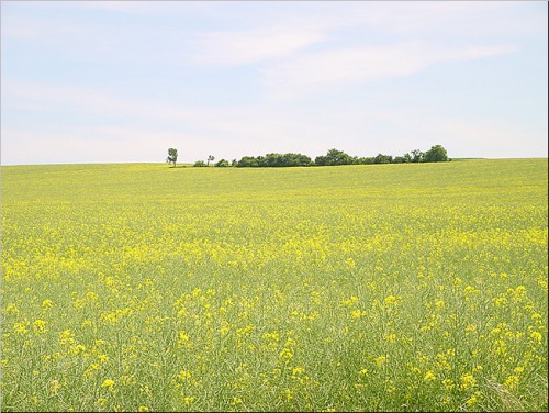 Lokalita před úpravou