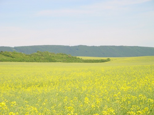 Lokalita před úpravou