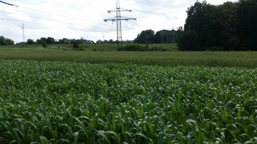 Hybrid čiroku x sudánské trávy snáší velmi dobře spásání a vytváří velmi dobré krytové a klidové podmínky. Dále porost jarní pšenice neošetřené herbicidy.