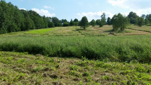 Celkový pohled na více než 3 ha biocentra pro zvěř. Pohled od řeky s pestrou mozajkou travnatého pruhu, zaseté směsky, světlezeleného pruhu topinambur, květnatá louka a vymulčované pruhy pro osušení zvěře.