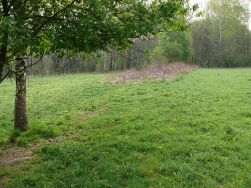 1. Pohled na pastviny před výsadbou v roce 2012