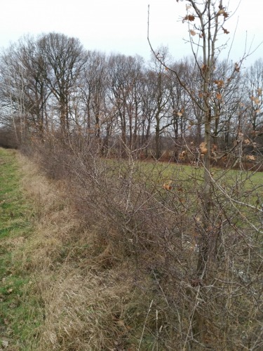 2. Remíz dnes po čtyřech letech od výsadby.