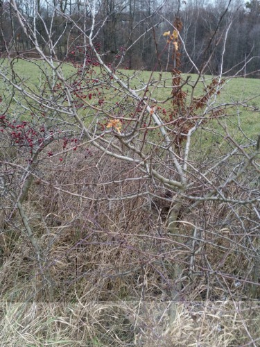 3. Remíz vytváří prostor pro život celé řadě organismů. S oblibou je vyhledáván drobnými pěvci, kteří zde hnízdí.