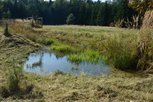 Napajedlo na zvěřním políčku