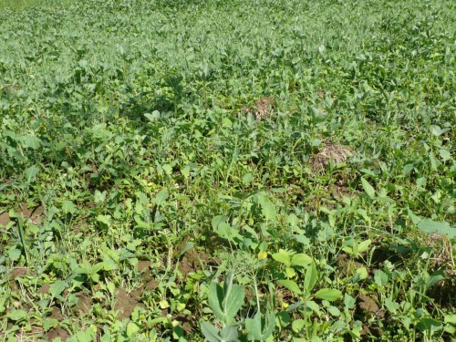 Směska měsíc po zasetí.