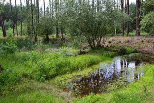 Napajedlo, tůň pro lesní živočichy