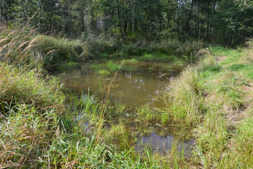 Napajedlo, tůň pro lesní živočichy