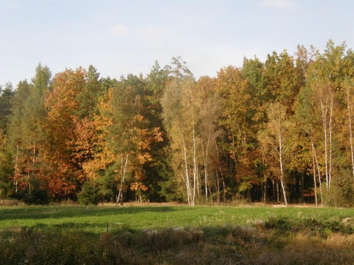 Zvěřní políčko ohraničené smíšeným porostem s jádrovými dřevinami