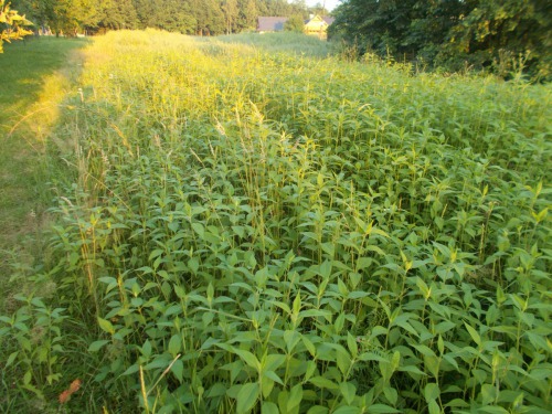 Založený porost topinamburu poskytuje zdroj hodnotné píce k okusu, hlízy a dostatek krytu pro zvěř.