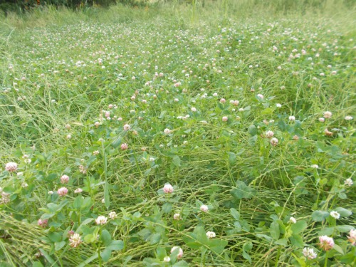 Jetelotravní směska jílku a různých druhů jetelů. Právě kvete jetel zvrhlý (Švédský) potrava pro opylovače a hmyz.