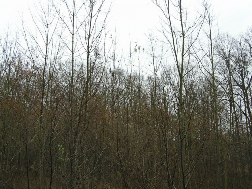 Jasanový porost napadený houbou Chalara fraxinea - nekróza jasanu (situace před zásahem)