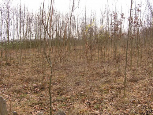 Jasanový porost napadený houbou Chalara fraxinea - nekróza jasanu (situace před zásahem)