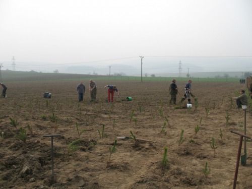 Výsadba lesíku 920-2 v r. 2009