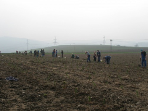 Výsadba lesíku 920-2 v r. 2009