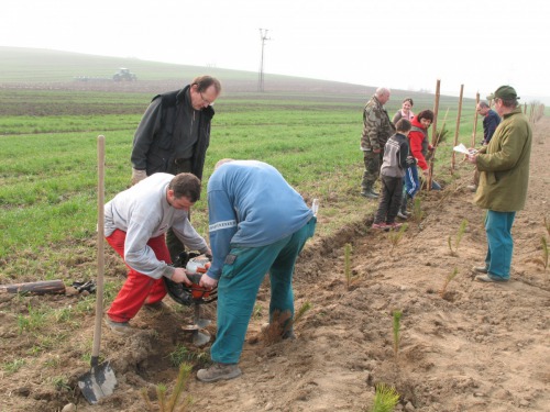 Výsadba lesíku 920-2 v r. 2009