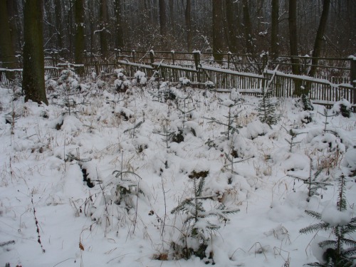 Jedle dva roky po výsadbě