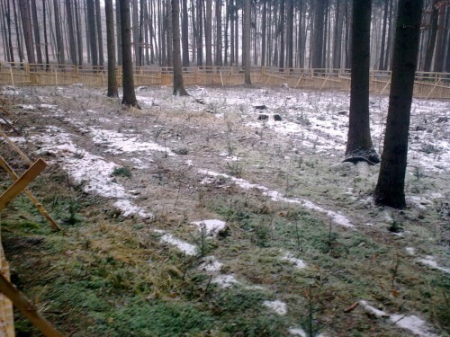 Podsadba jedle a buky (zima po výsadbě) 