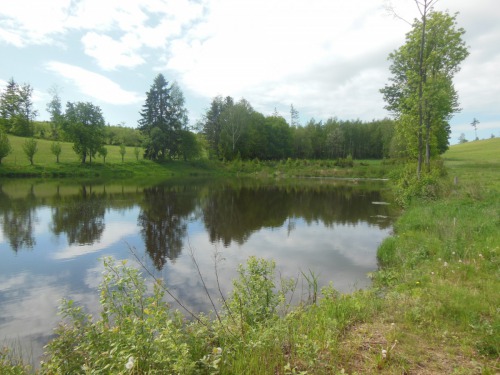 Rybník u Kapličky