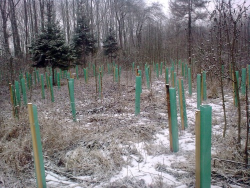 Výsadba poloodrostků třešeň, habr