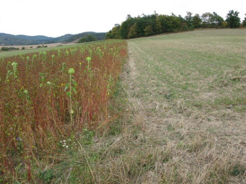 Biopás koncem léta