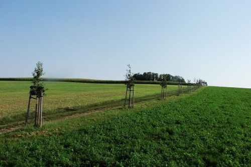 Vysázené stromořadí ovocných stromů