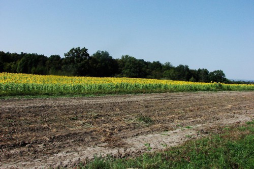 Opatření AEKO Ochrana čejky chocholaté – krmná směs slunečnice, prosa a lesknice kanárské