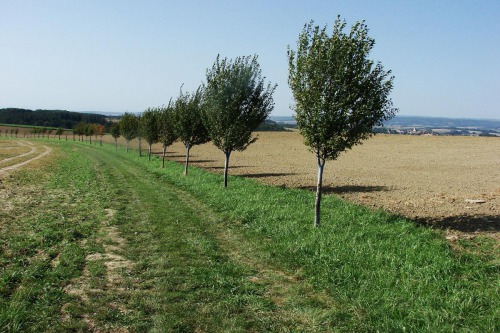 Nektarodárný biopás