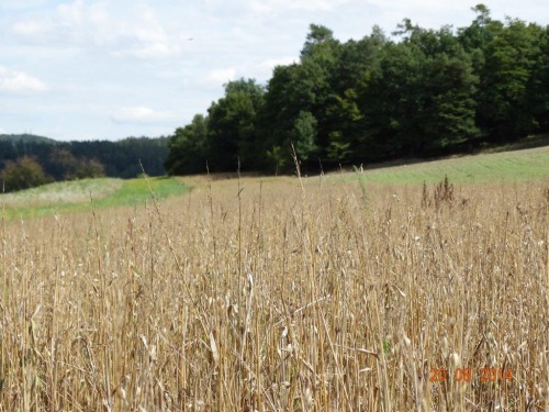 Spasené zvěřní políčko